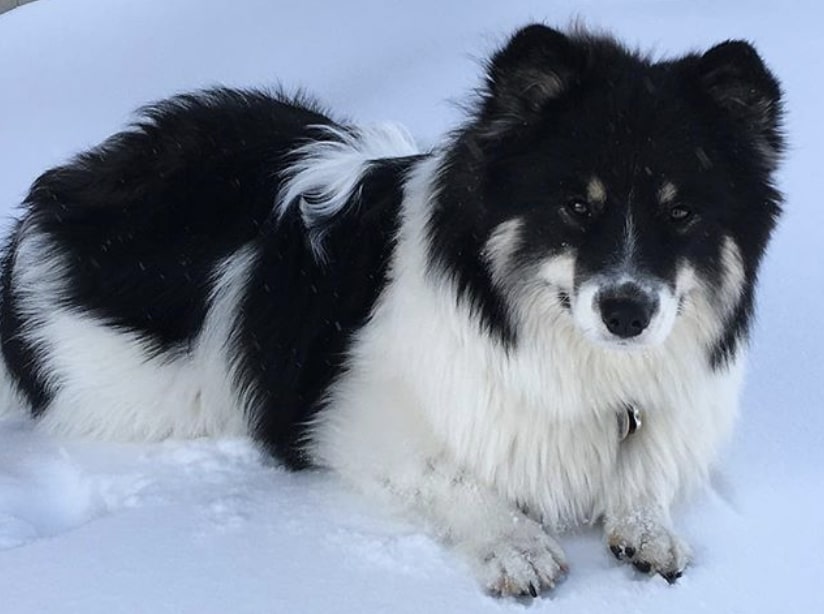 The Corgmoyed is a combination of the Samoyed dog and Welsh Corgi.