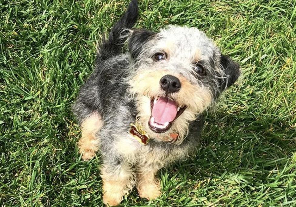 The schnairedale is the Schnauzer Airedale Terrier mix.