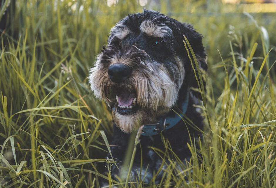 The Schnocker is a cross between the miniature Schnauzer and Cocker Spaniel.