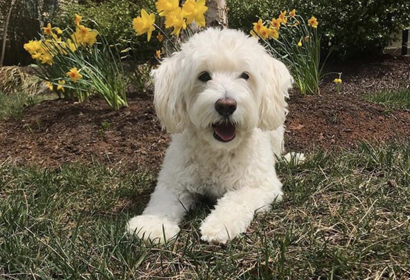 The Schnoodle is half Poodle, half Schnauzer.
