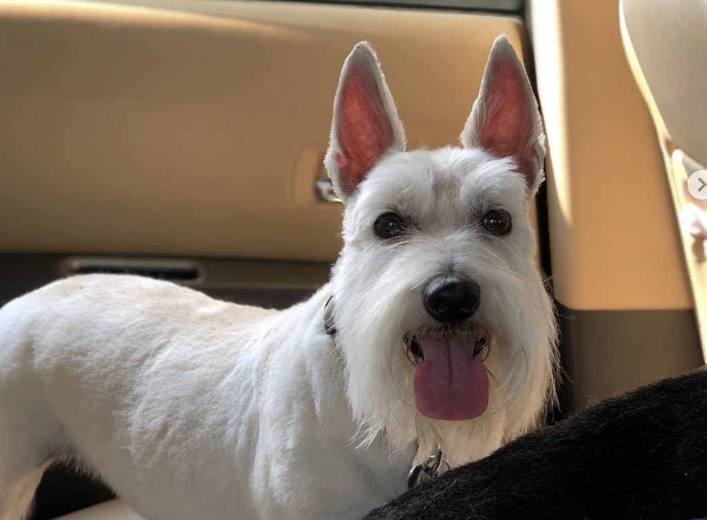 The Scoland Terrier is the Westie and Scottish Terrier hybrid.