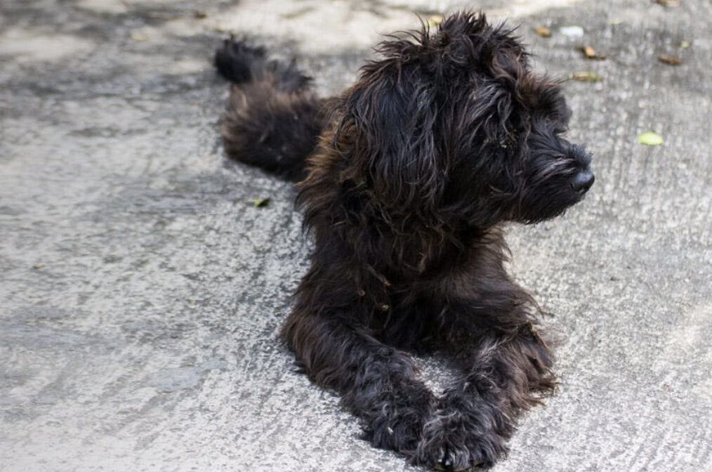 The Scottish Cocker mix is part Scottish Terrier and part Cocker Spaniel.