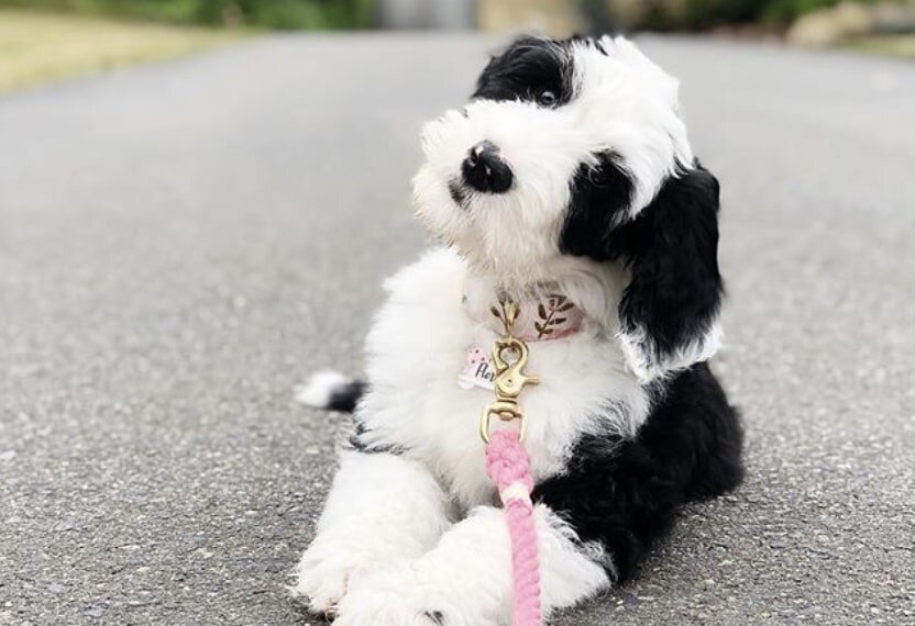 The Sheepadoodle is the Old English sheepdog Poodle mix.