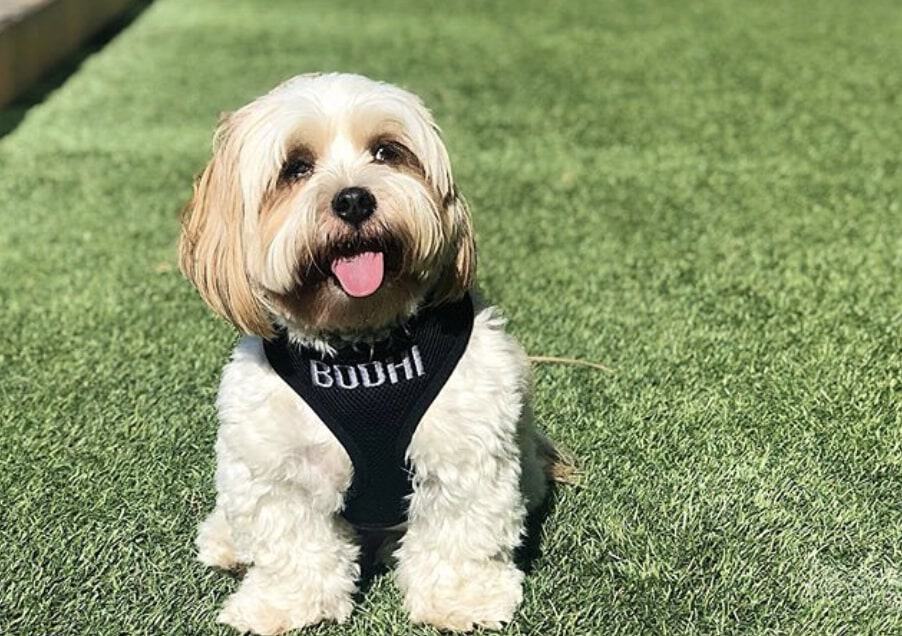 The Shihpoo was created by crossbreeding a Shih Tzu and Poodle.