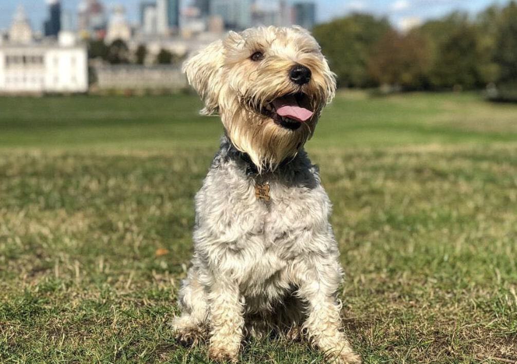 The Snorkie is a popular mix of the Yorkshire Terrier and Schnauzer.