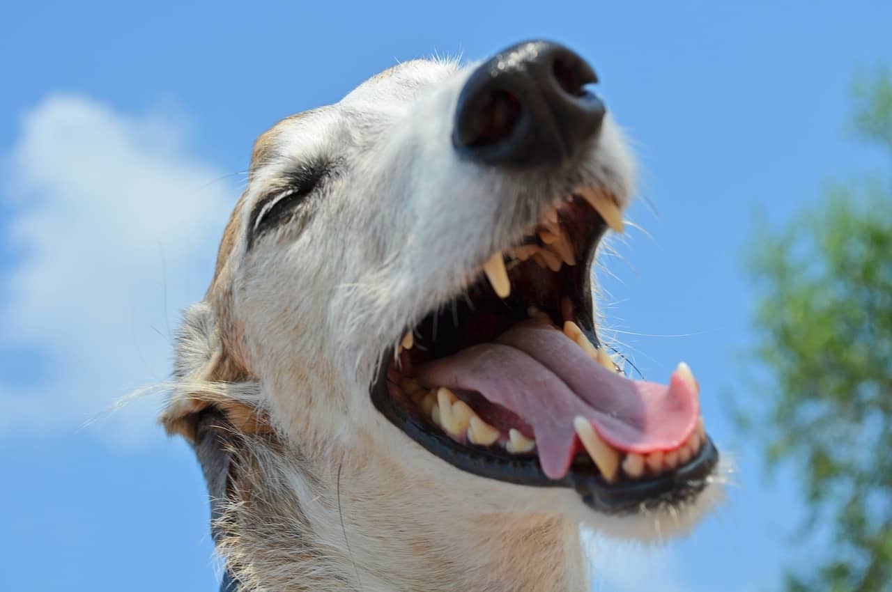Some of the most popular Spanish dog breeds have made it all over the world.