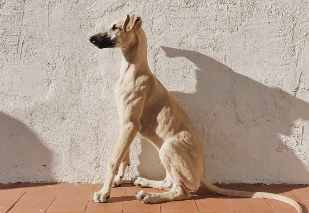 Though similar to the Italian Greyhound, the Spanish Greyhound is completely different.