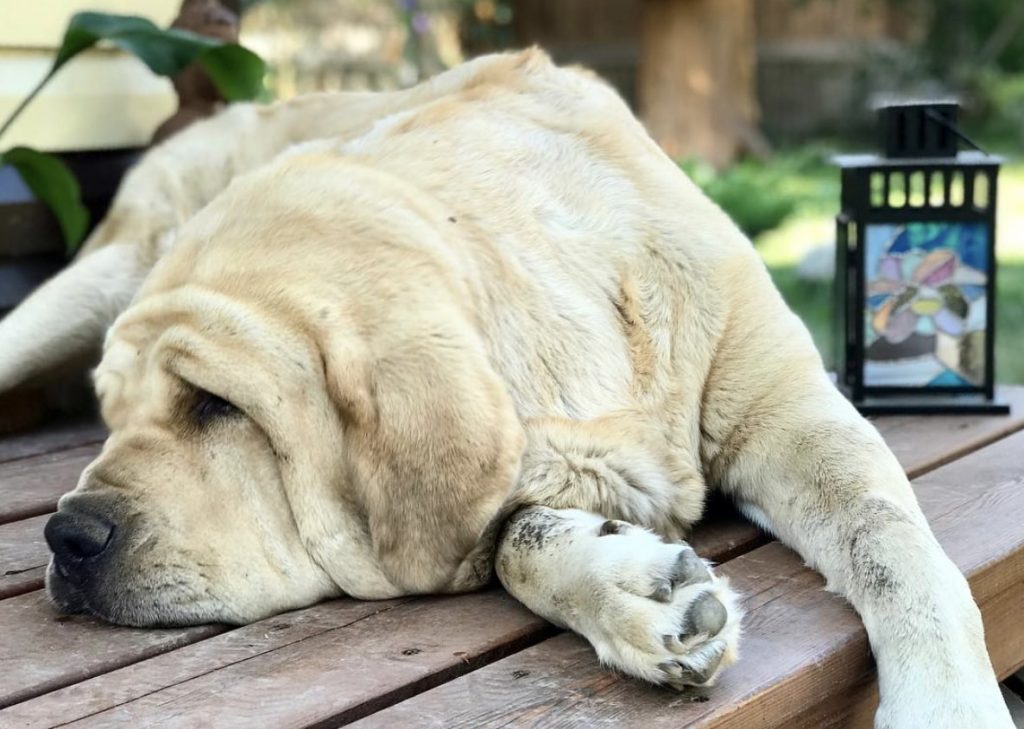 The Spanish Mastiff has droopy sagging skin, but a good temperament.