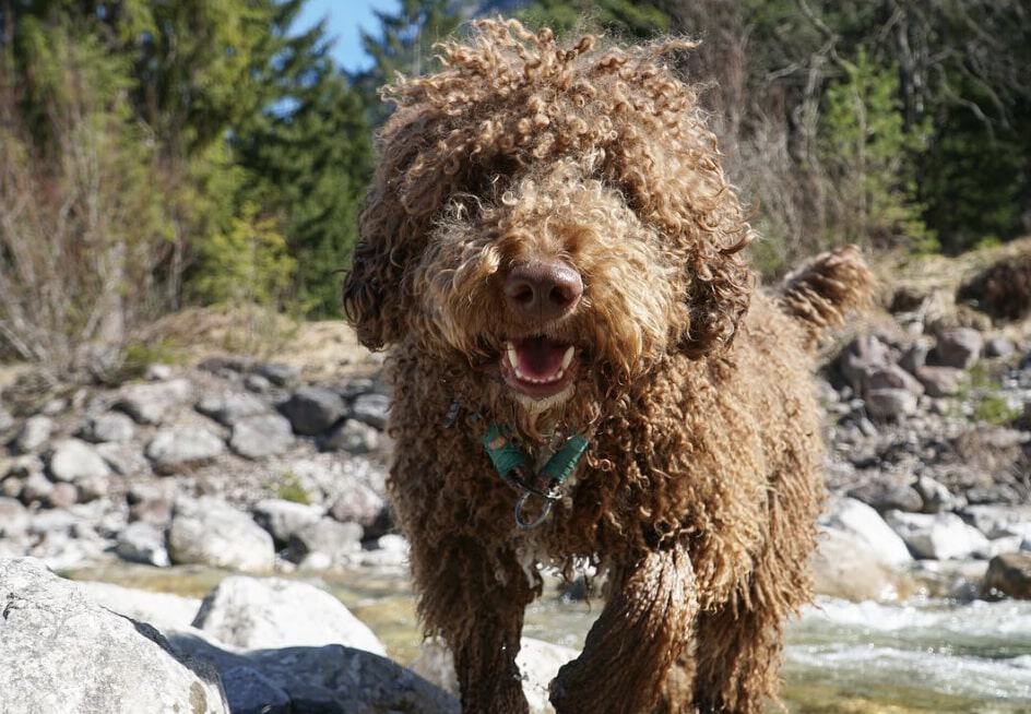 The Spanish Waterdog is certainly one of the most popular breeds from Spain and have been making it to countries all over the world.
