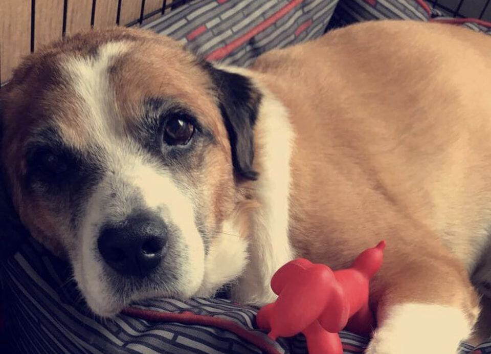 The St. Corgnard is the not-so-obvious cross of a St. Bernard and Corgi.