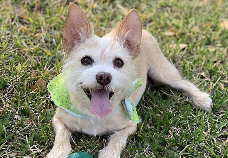 The Toxirn is the Chihuahua and Cairn Terrier mix.