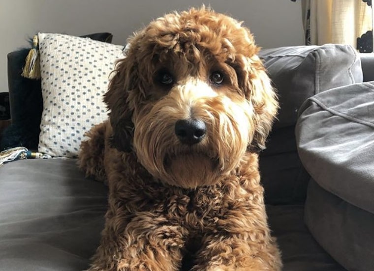 The Whoodle is a Poodle and Soft Coated Wheaten Terrier mix.
