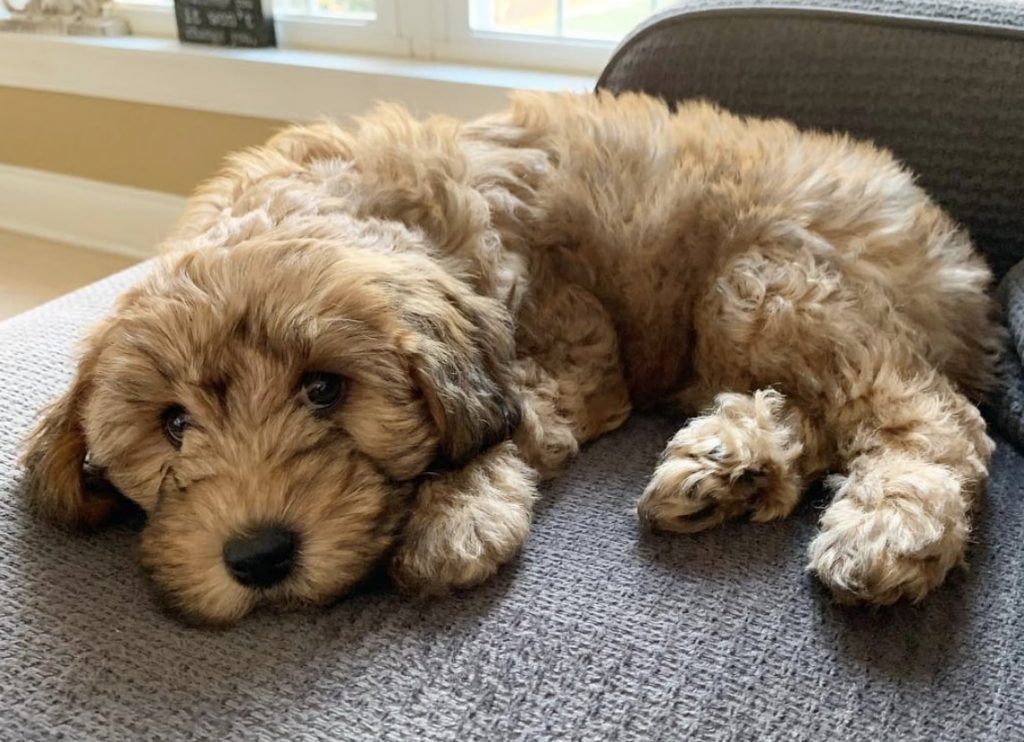 The Whoodle is a Poodle and Soft Coated Wheaten Terrier mix.
