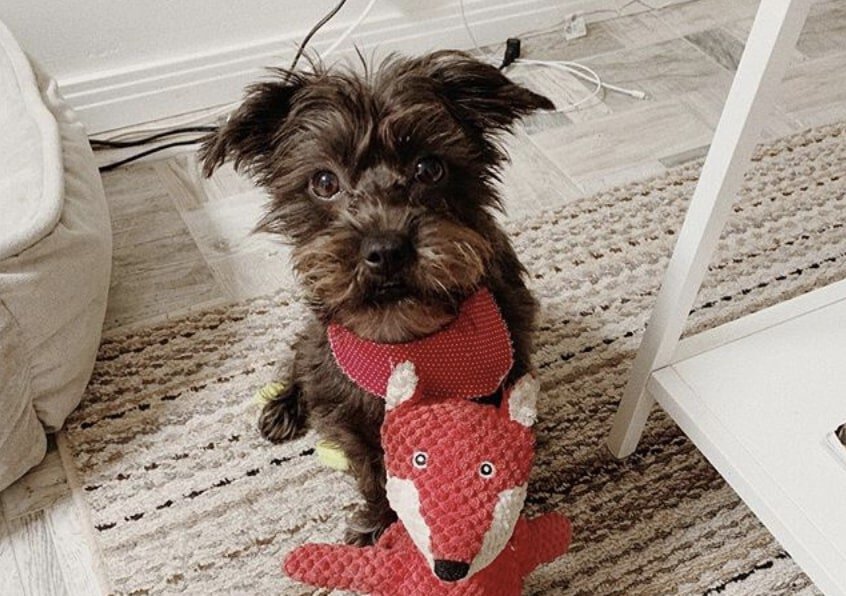 The Yorkipoo was bred from the popular Yorkshire Terrier and Poodle.