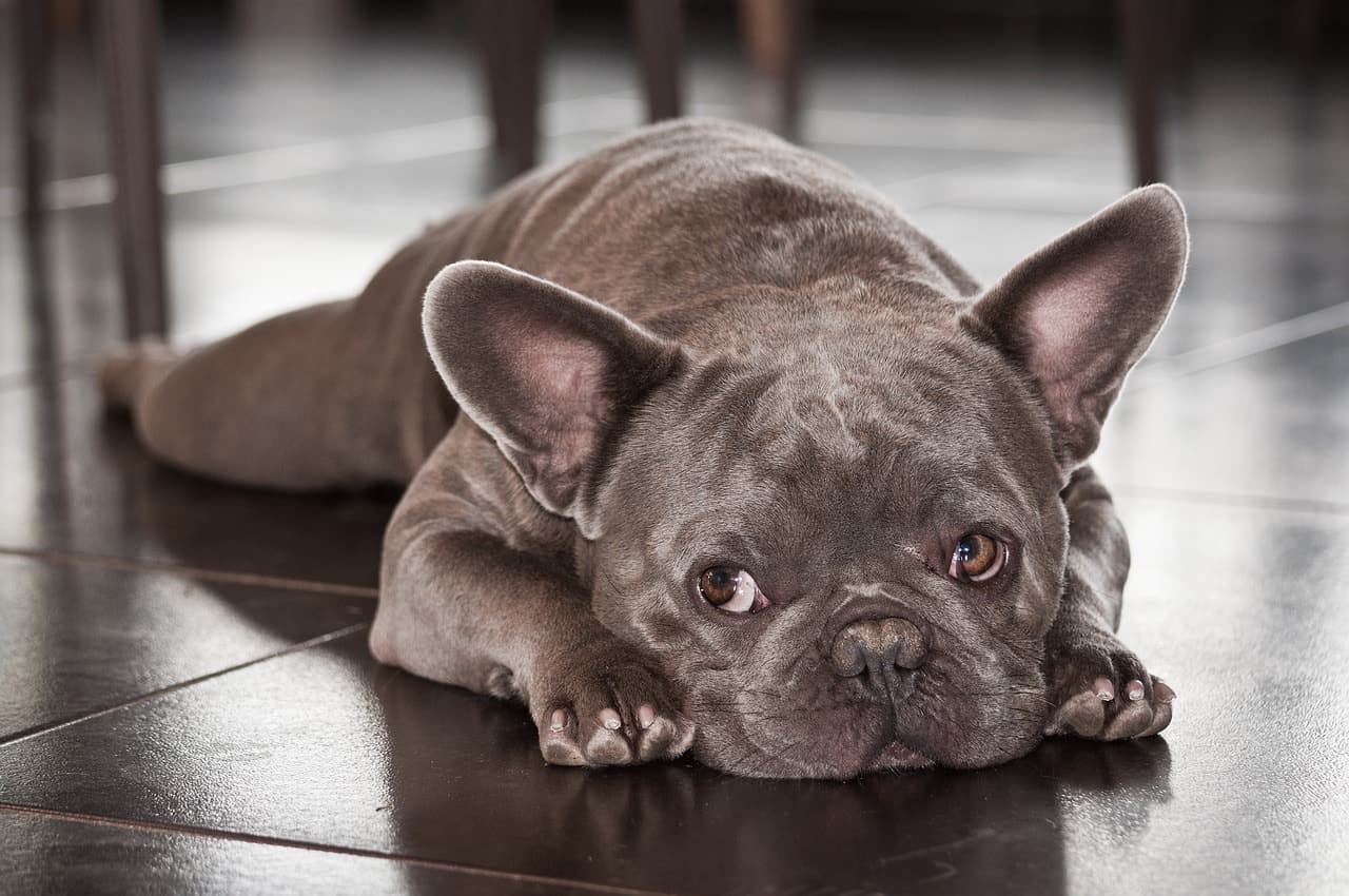 There are 8 major and popular colors of French Bulldogs.
