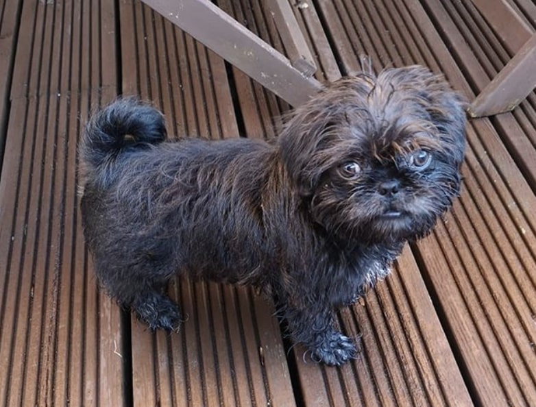 The AffenTzu is part Affenpinscher and part Shih Tzu.