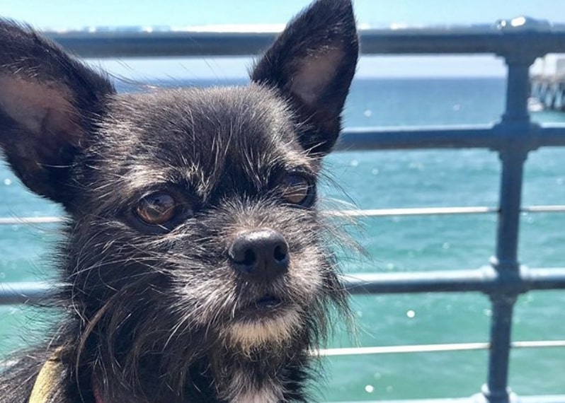 The Affenhuahua is an Affenpinscher Chihuahua mix.