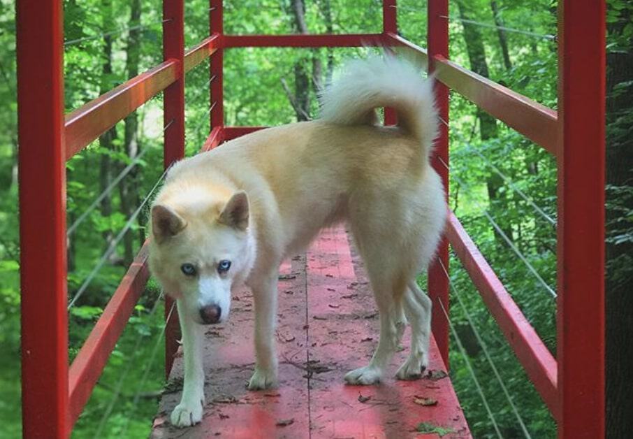 The Huskita is an amazing hybrid of the Akita Inu and Siberian Husky.