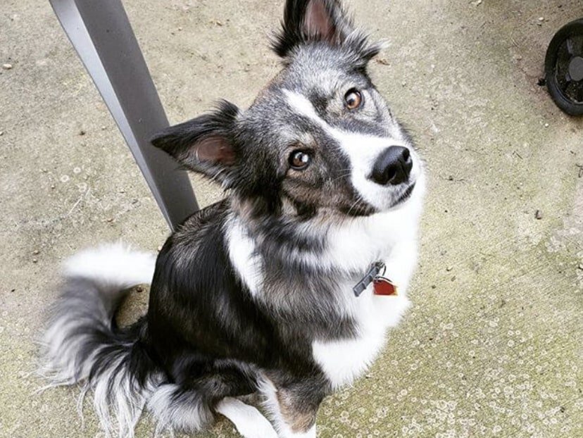 The Auss Siberian is a crossbreed of the Siberian Husky and Australian Shepherd.