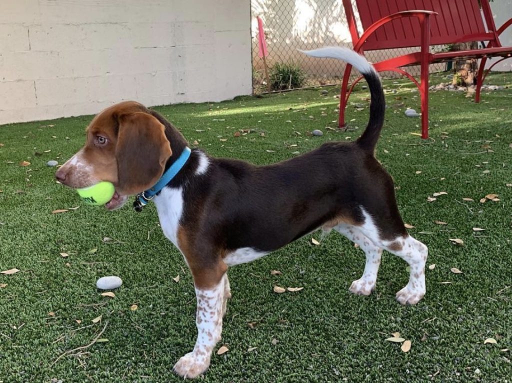 The Chocolate Tri color is very similar to the classic tri color Beagle, but with a deeper brown.