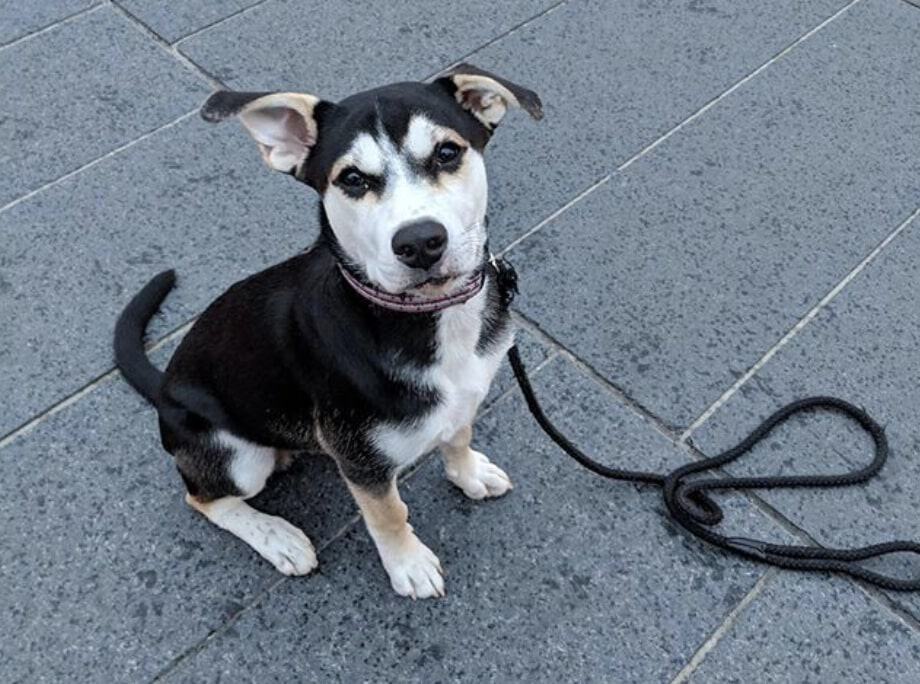 Combining a Beagle and Husky will give you a Beaski.