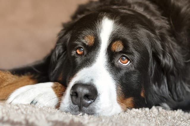 Bernese Mountain Dogs are another great apartment dog that don't really bark much.
