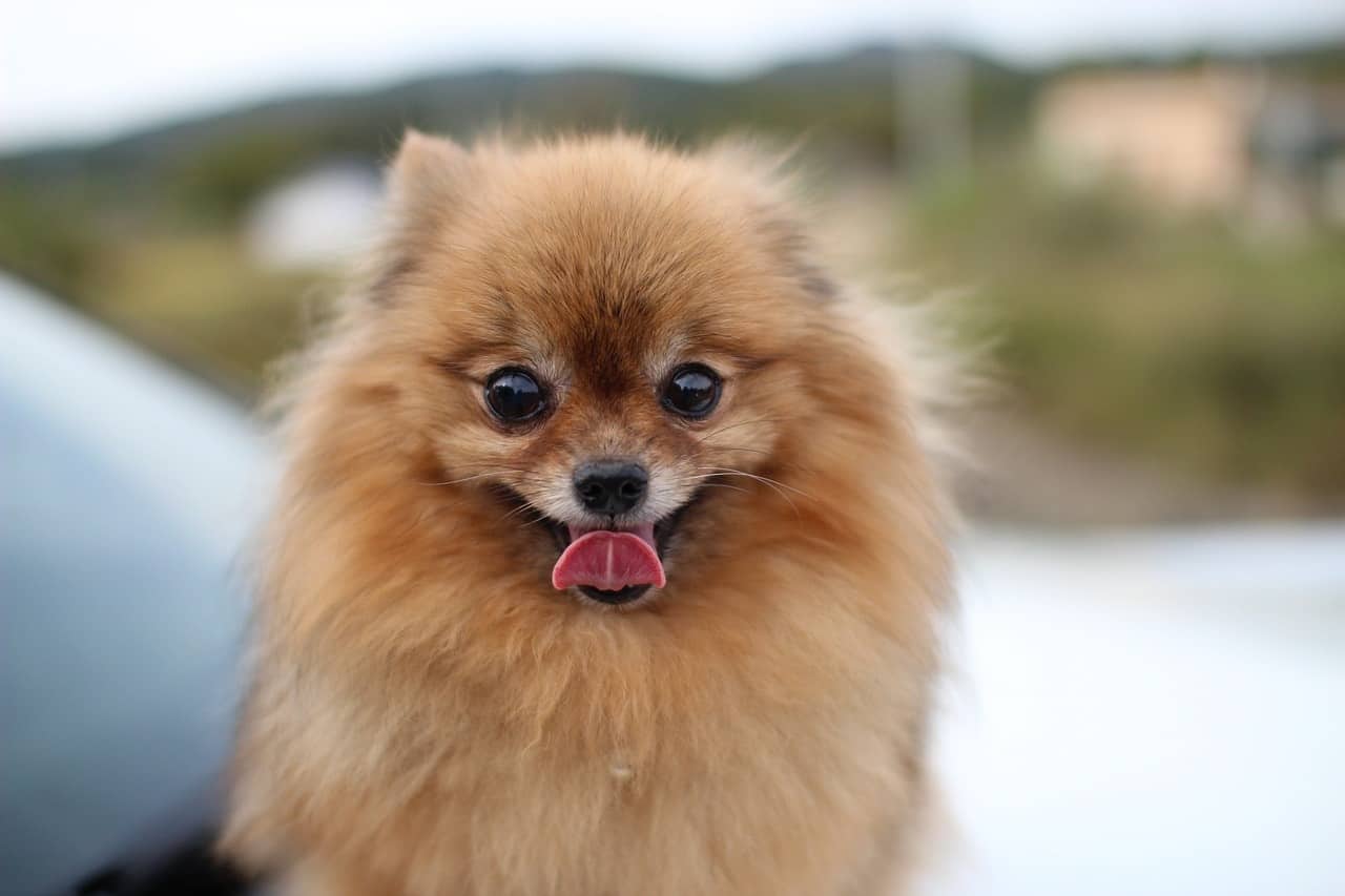 Though small, the Pomeranian still needs a dog crate. Here are the three best option for Pomeranians.
