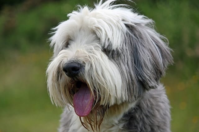 The Bearded Collie is one of the most famous dog breeds because of the fluffy coat.