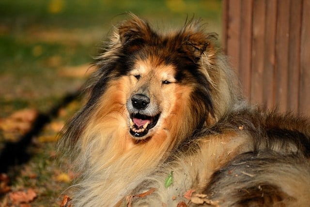 Rough Collies have some of the fluffiest coats. However, Smooth Collies do not.