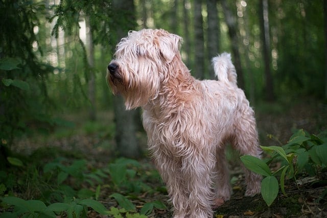 The Soft Coated Wheaten Terrier is exactly what the name says...they're soft and fluffy.