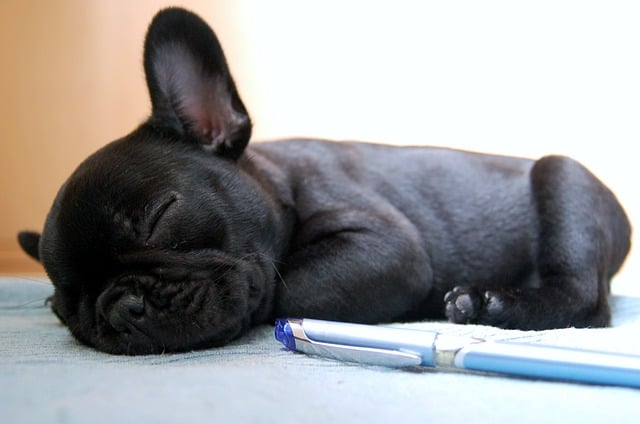 Black Frenchies are your classic solid black French Bulldogs.