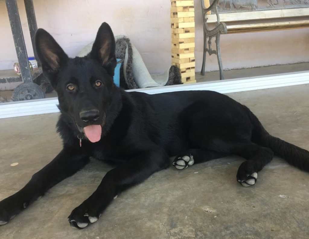 As you may have guessed, the black german shepherd is fully black colored with no markings.