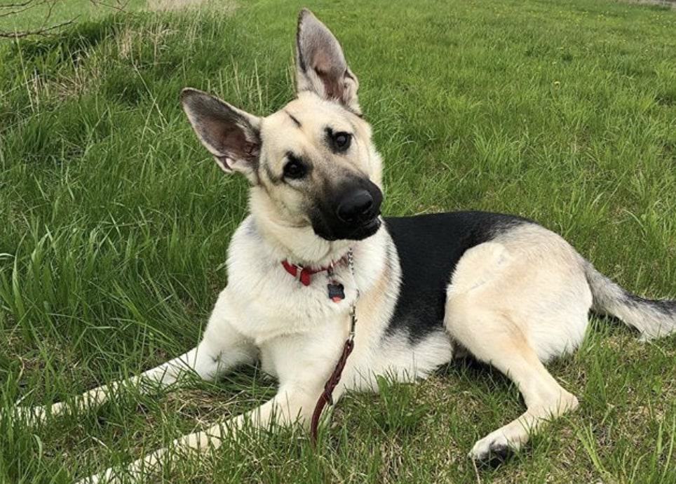 The black and cream German Shepherd has an off-white color base.