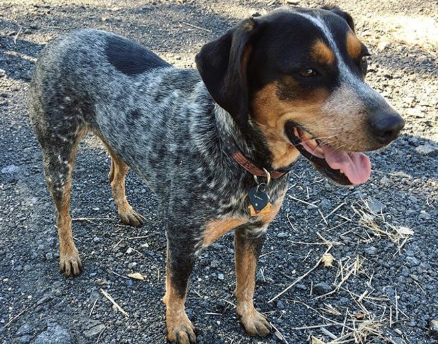 The bluetick tri color Beagle is a wonderful combination of black, tan and bluetick colors.