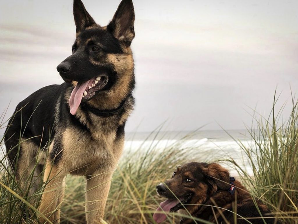 The black and tan German Shepherd is the most popular color of this dog breed.