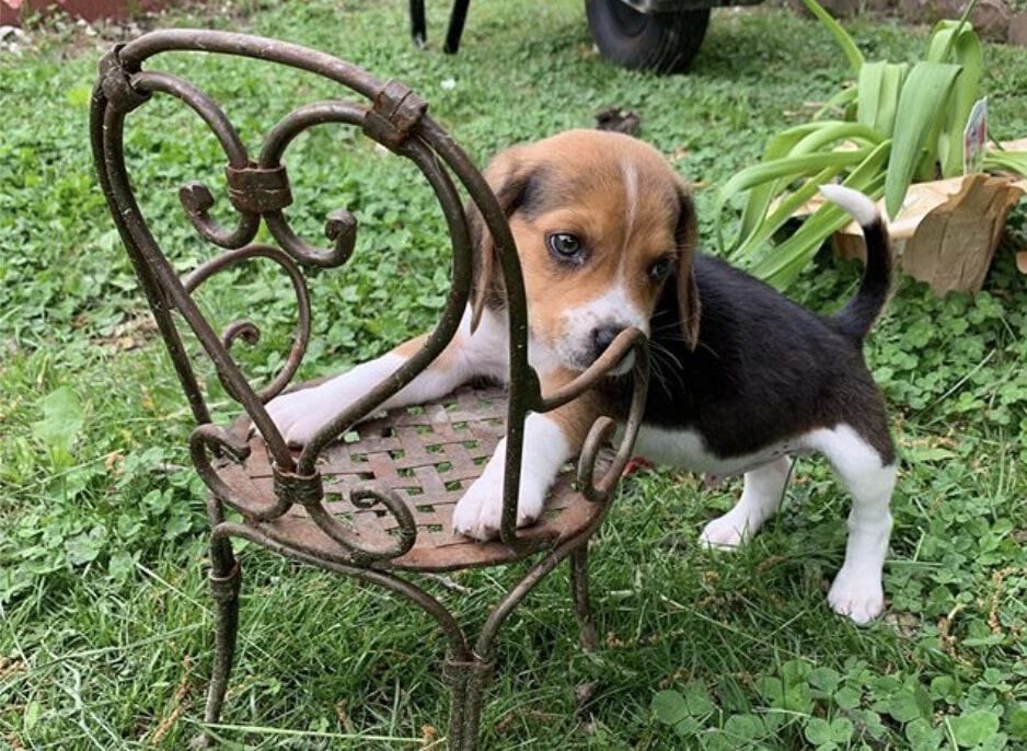The black white and tan Beagle is also called the classic tri color Beagle.