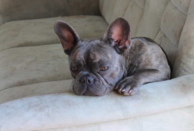 The Blue Brindle Frenchie is very similar to the Blue Fawn Frenchie, except it has the genes for brindling. 