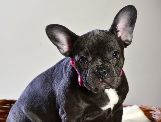 Blue Frenchies are beautiful dogs, but there are a lot of health problems that may arise with these dogs.