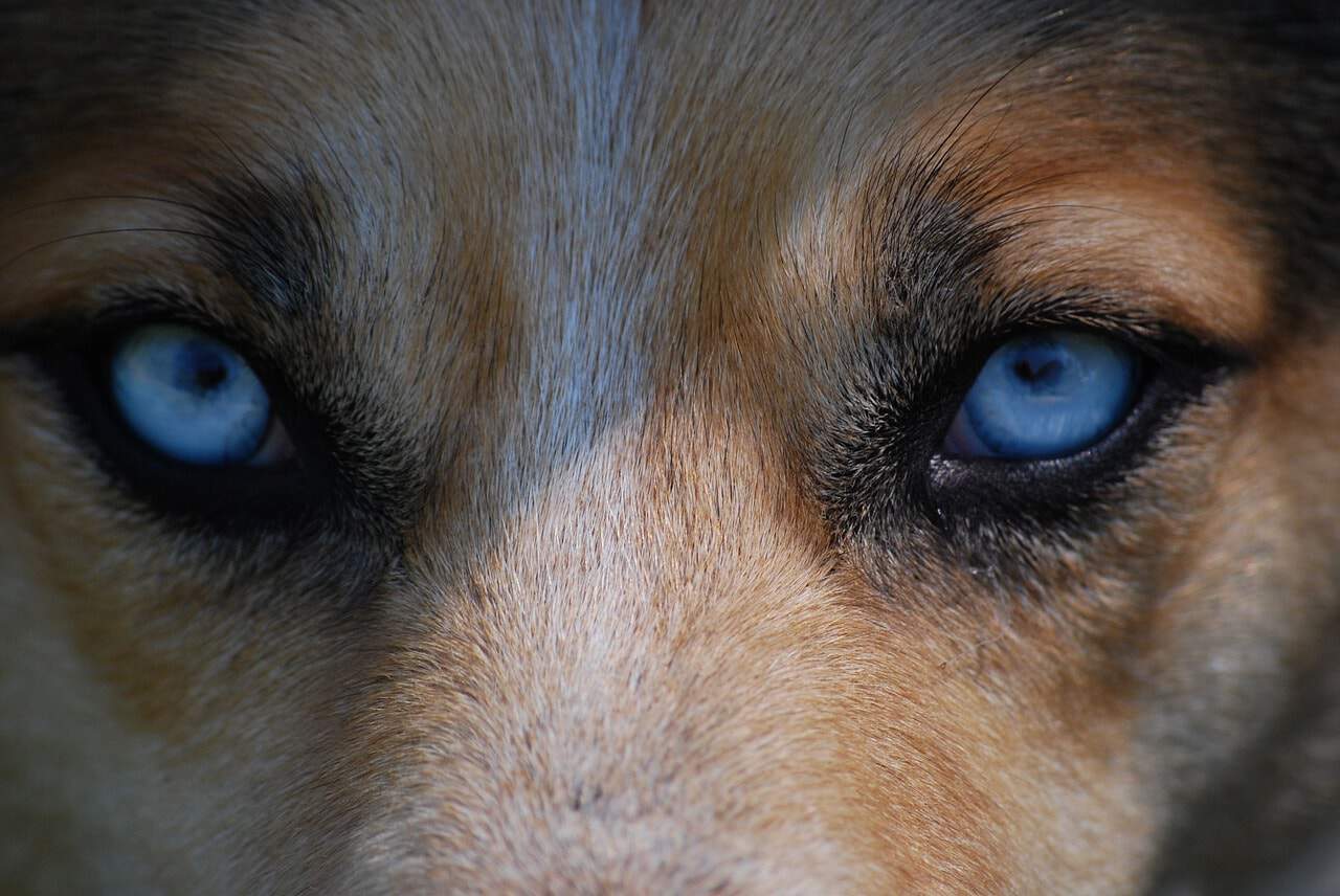 Dogs with blue eyes are more common than you think. Here are the best blue eyed dogs on the market.