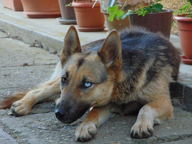 Though unusual, some German Shepherds have developed blue eyes - often with just one.