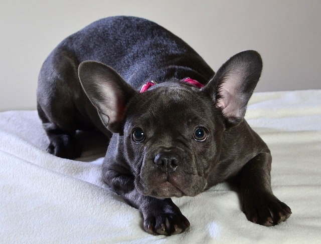 The Blue Fawn color on a French Bulldog is an amazing sight, yet rare.