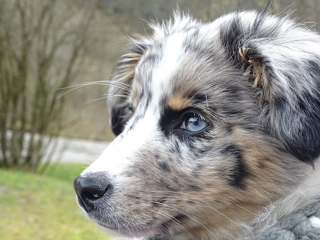 Blue merle Aussies have unique eye colors, usually blue with brown specks.