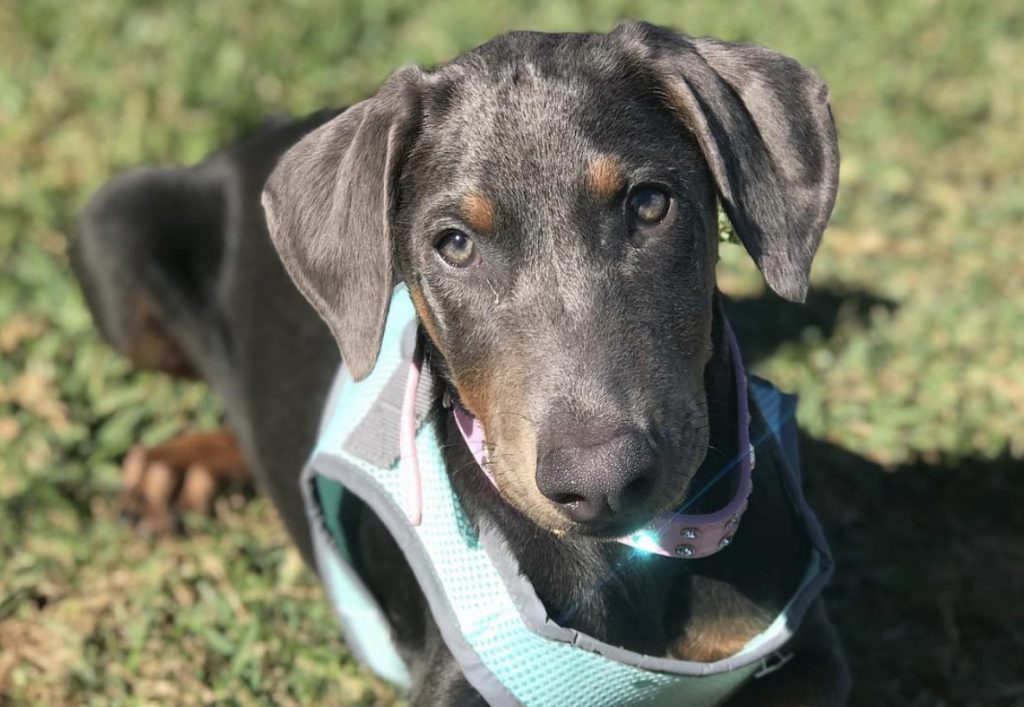 The Blue and Rust Doberman is a standard color of these dog breeds. 