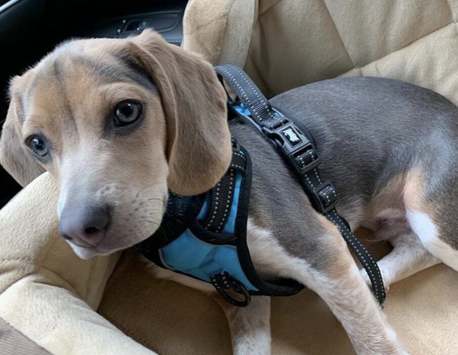 The blue tri color Beagle is a unique blend of white, tan and blue (diluted black).