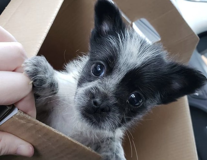 The Blue Tzu is a hybrid of the Australian Cattle Dog and Shih Tzu.