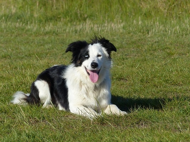 Many Border Collies have one blue eye, one brown eye.