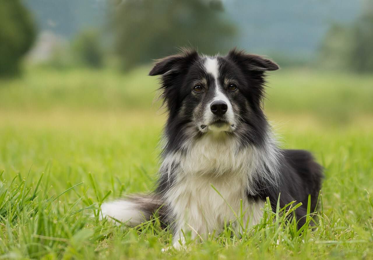 Discover the many wonderful colors of the Border Collie.