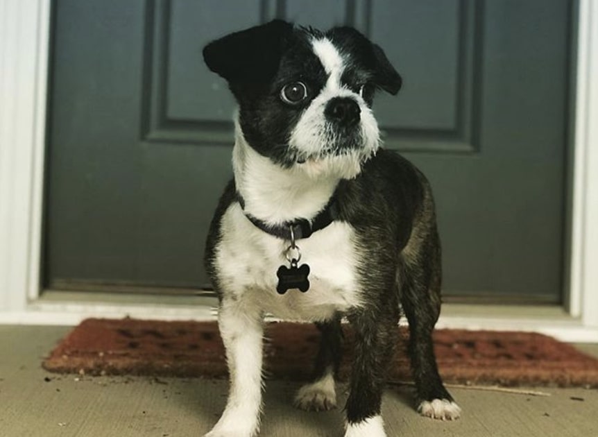 The Boshih is a unique blend of the Boston Terrier and Shih Tzu.