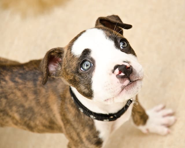 Most white Boxers will have blue eyes, in addition to puppy Boxers.