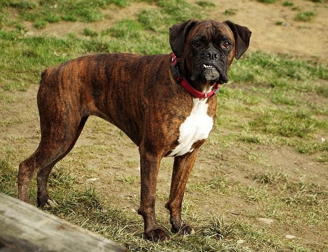 Brindle Boxers are also a very popular color choice for these dogs.